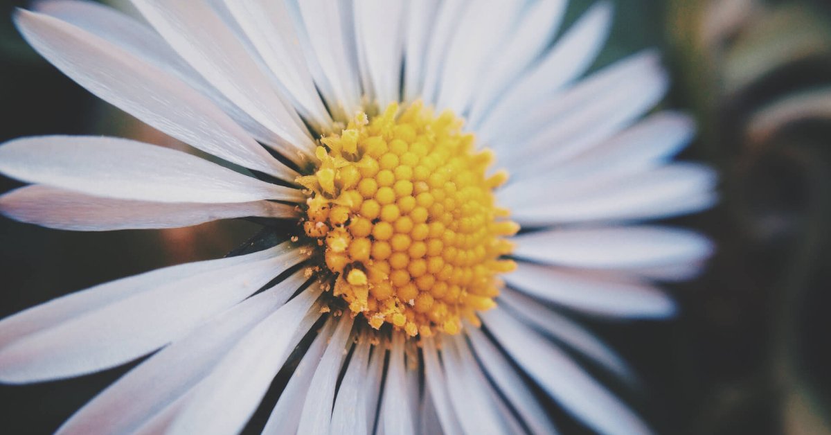 Whip Up Creamy Vegan Cashew Cheese in Just 10 Minutes